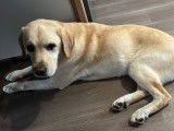 À la recherche d’un foyer : chien adulte Labrador