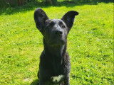 À adopter, chiot femelle noire