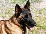 En attente d'adoption, chien Berger Malinois