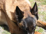En attente d'adoption, chien Berger Malinois