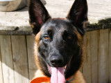 En attente d'adoption, chien Berger Malinois