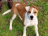 À la recherche d’un foyer, chiot femelle marron et blanc