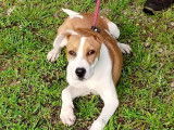 À la recherche d’un foyer, chiot femelle marron et blanc