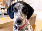 Disponible à l'adoption, chienne Setter Anglais tricolore