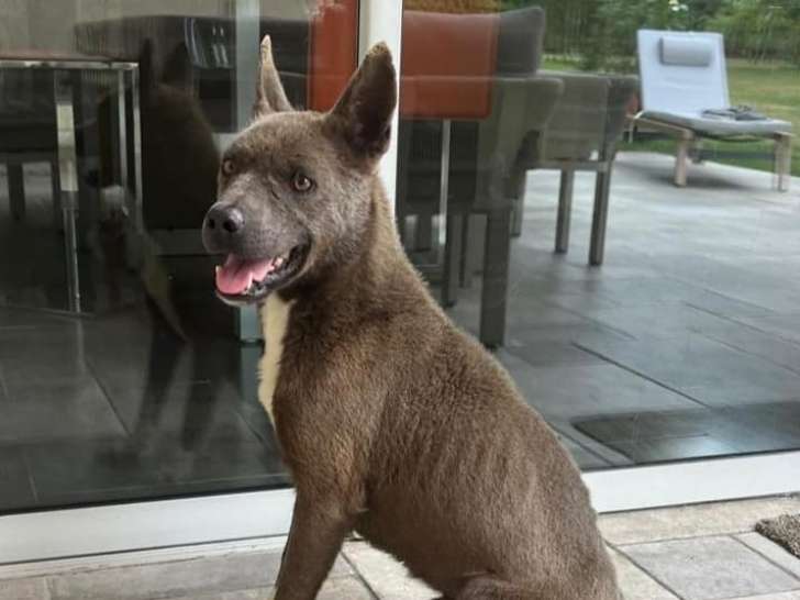 En attente d’adoption : chien gris