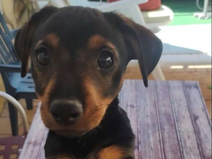 Disponible à l'adoption : chiot mâle fauve charbonné