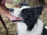 À adopter : chien Border Collie de 3 ans