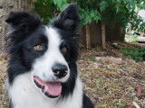 À adopter : chien Border Collie de 3 ans
