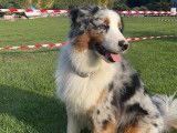 Mâle Berger Américain Miniature bleu merle disponible pour saillie