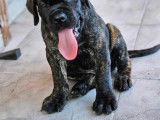 Hadés, chiot Cane Corso à vendre
