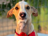 À adopter, chiot mâle Podenco de 5 mois