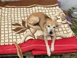 Disponible à l'adoption, chienne adulte