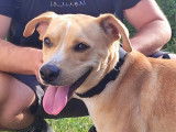 En attente d'adoption, chien au pelage beige