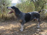 Disponible à l'adoption : chien Basset bleu de Gascogne adulte
