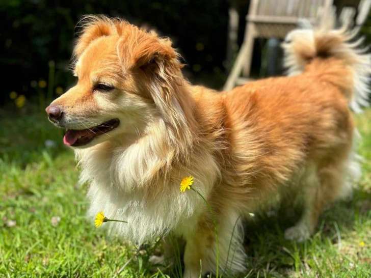 À la recherche d'un foyer : chien de 2 ans