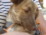 Chiot mâle à donner
