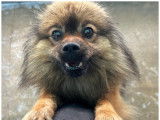 En attente d'adoption : chien Spitz Nain