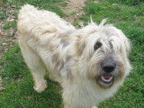 Chien Briard disponible à l'adoption
