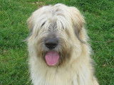 Chien Briard disponible à l'adoption