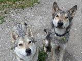 À adopter, chienne Loup Tchecoslovaque gris et blanc