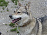 À adopter, chienne Loup Tchecoslovaque gris et blanc