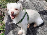 En attente d'adoption, chienne de 2 ans