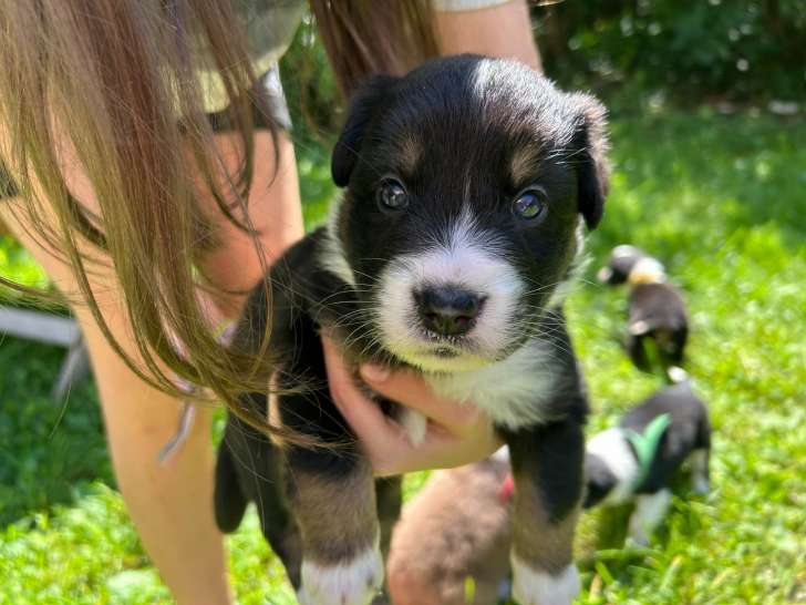 Chiots Berger Australien à vendre