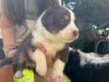 Chiots Berger Australien à vendre