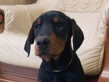 Chiot femelle Dobermann LOF disponible