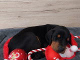Chiot femelle Dobermann LOF disponible