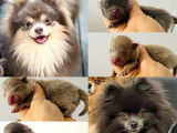 Chiots Spitz Nain Poméranien exotiques à vendre