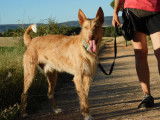 Sirio, un Podenco de toute beauté et très intelligent