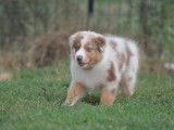 Chiots Berger Australien à vendre