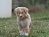 Chiots Berger Australien à vendre