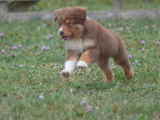 Chiots Berger Australien à vendre