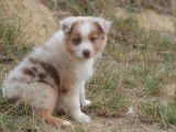 Chiots Berger Australien à vendre