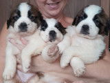 Chiots de race Saint-Bernard à vendre (3 femelles & 3 mâles)