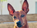 Chien Pinscher Nain LOF disponible pour siallie
