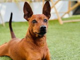 Chien Pinscher Nain LOF disponible pour siallie