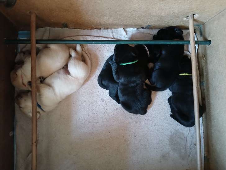 Chiots Labrador avec pedigree à vendre