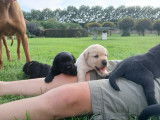 Chiots Labrador avec pedigree à vendre