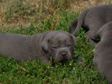 Chiots Staffordshire Bulle Terrier bleus LOF à vendre
