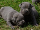 Chiots Staffordshire Bulle Terrier bleus LOF à vendre