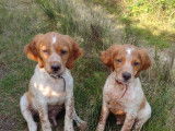 Chiots Lof Epagneul Breton disponibles