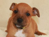 Chiots Staffordshire Bull Terrier LOF à vendre