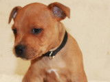 Chiots Staffordshire Bull Terrier LOF à vendre
