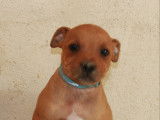 Chiots Staffordshire Bull Terrier LOF à vendre