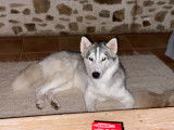 Chienne Malamute à donner