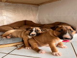 Chiots Bull Terrier LOF à vendre