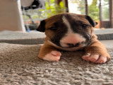 Chiots Bull Terrier LOF &agrave; vendre